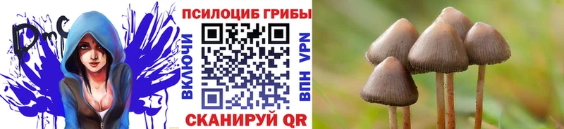 Галлюциногенные грибы Psilocybe  даркнет сайт  Павловск 